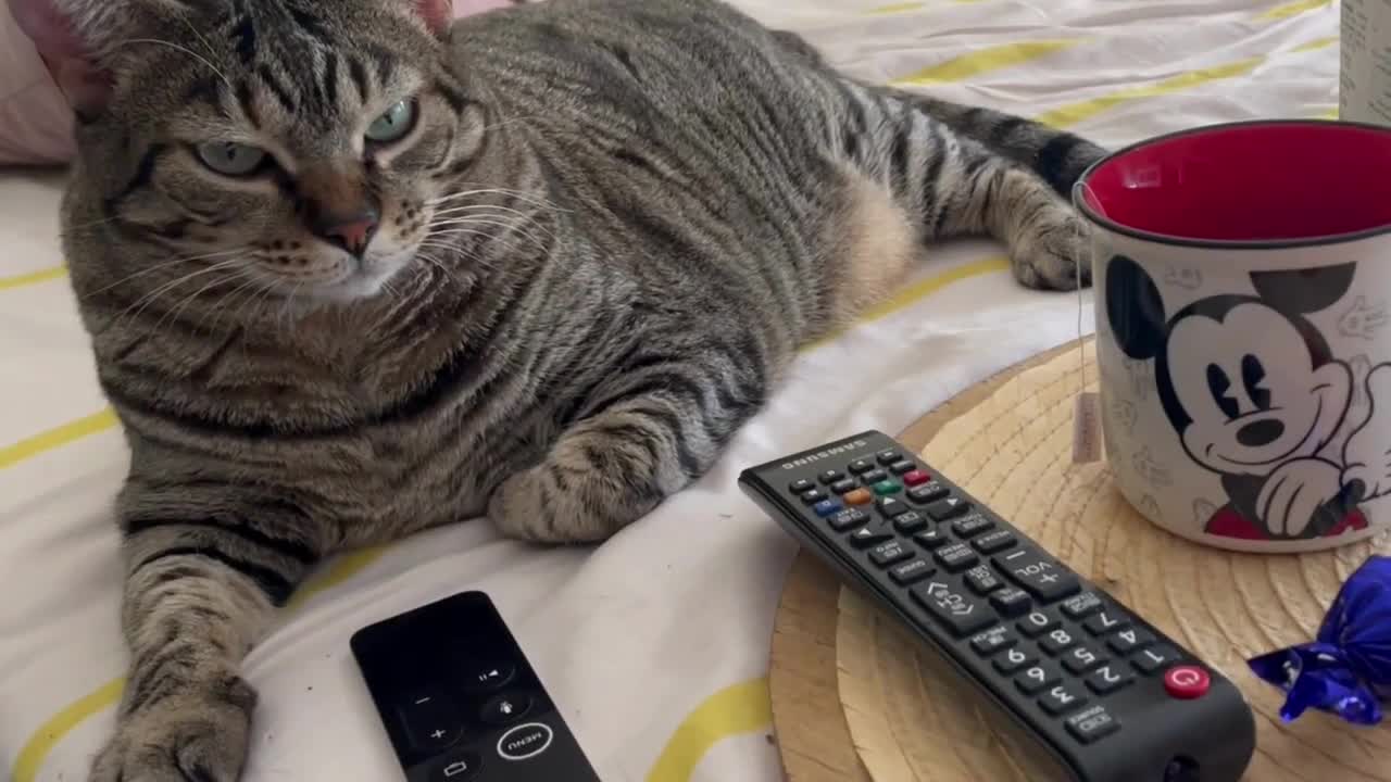 Funny Cats Watching TV #3 📺📺😻😻