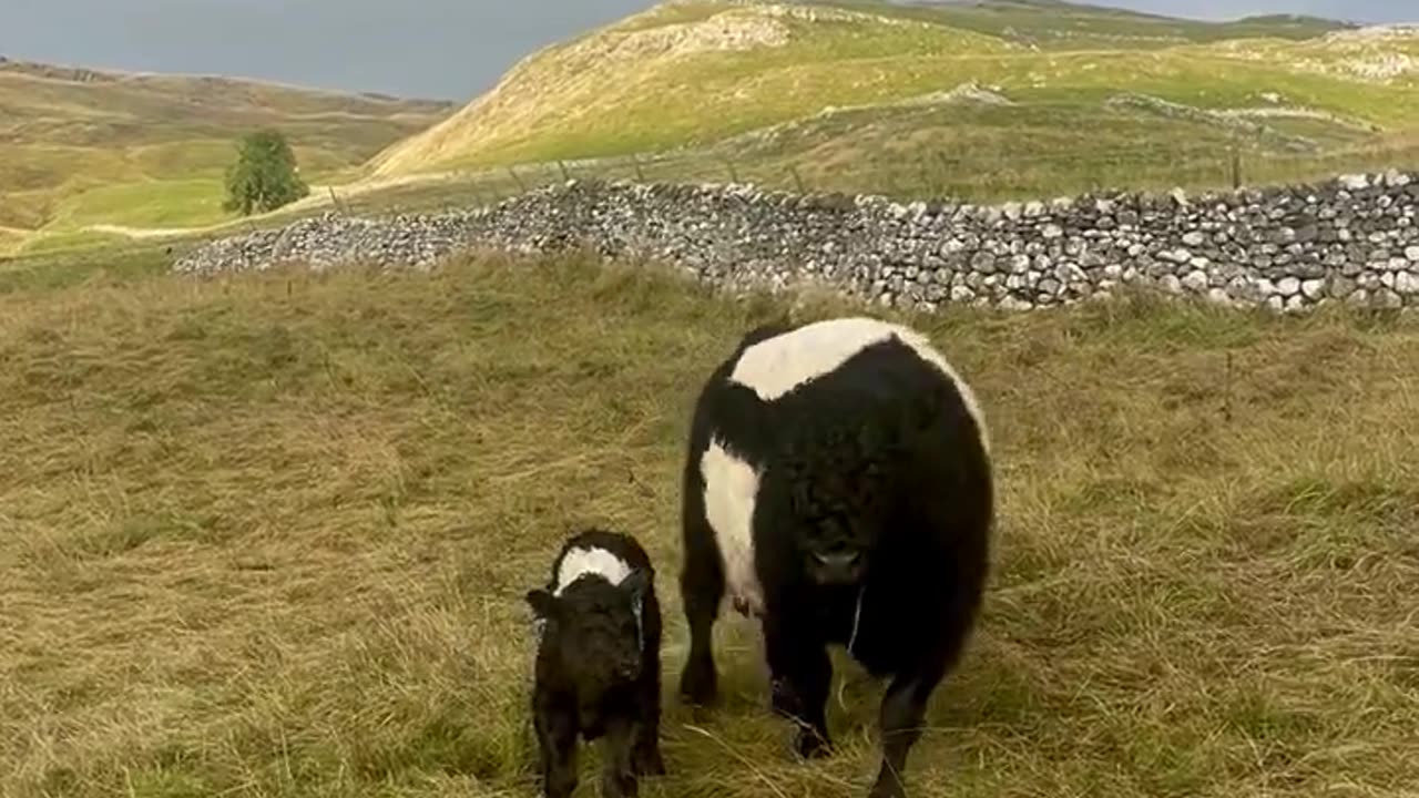 Belted Galloway cow and her child