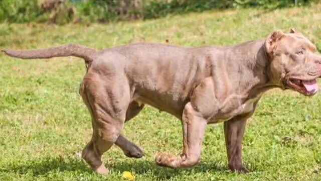 American bully Muciles training exercise