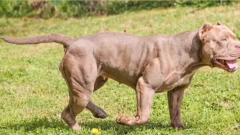 American bully Muciles training exercise