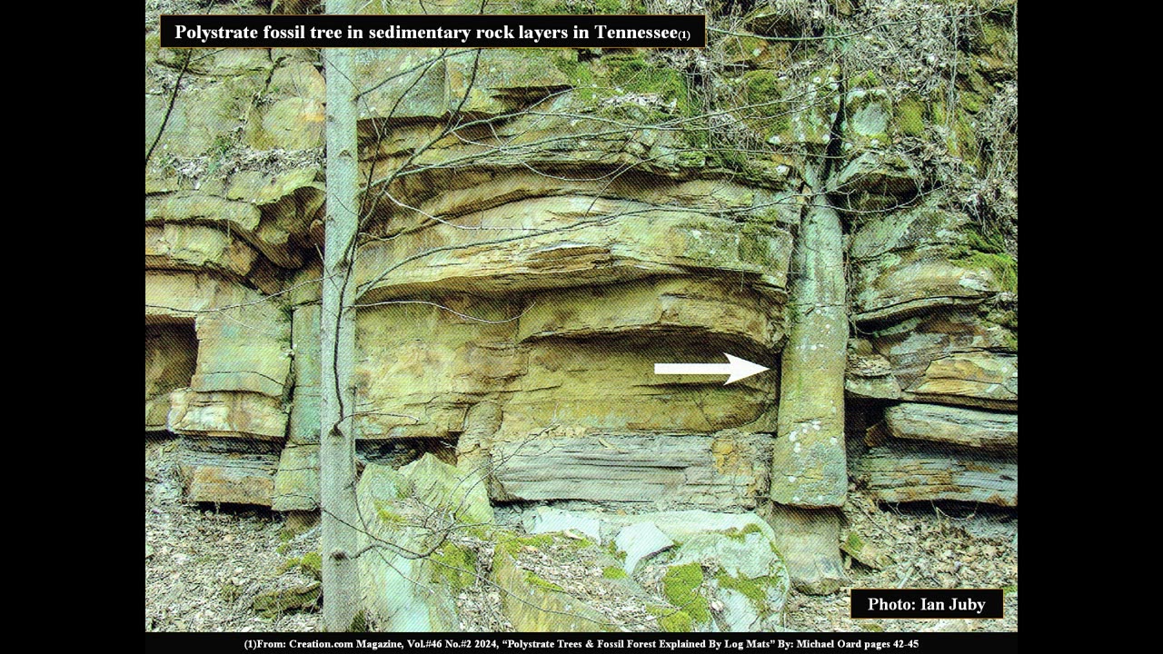 "Polystrate Tree Fossils" (Transport Theory Part#2)