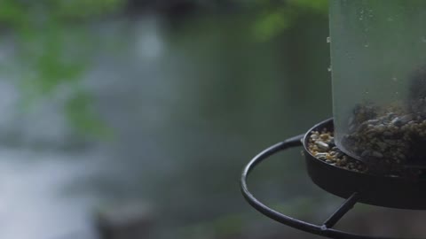 Hairy Woodpecker eating at Bird Feeder on Rainy Day