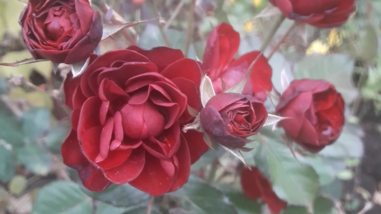 Late Rose Family