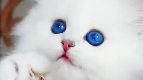 Very cute cat