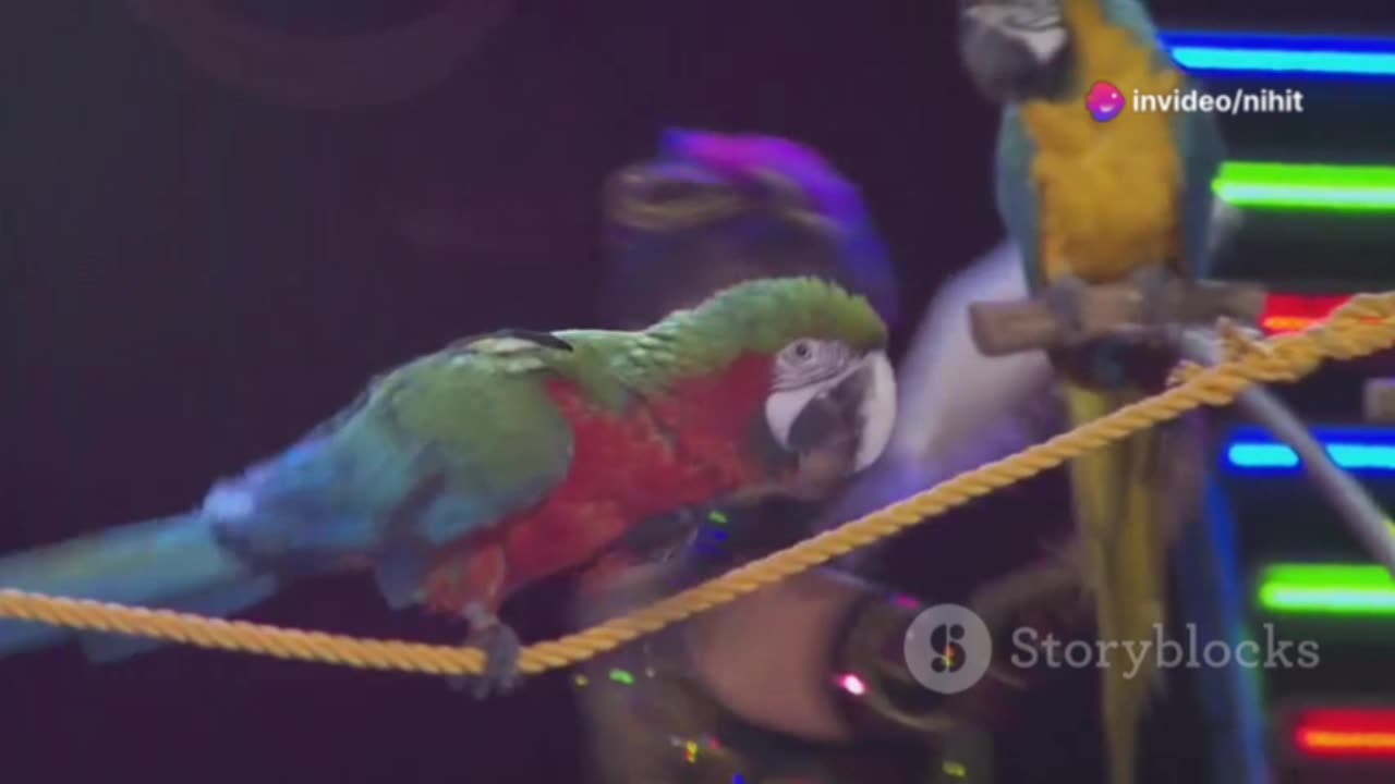 #DaisyTheDancingParrot #FunnyPets #UniqueTalents #AnimalLovers