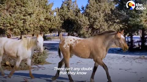 Wild Horse Immediately Recognizes His Girlfriend After Years Apart