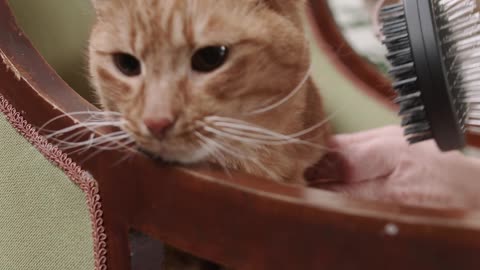 a-person-grooming-a-cat