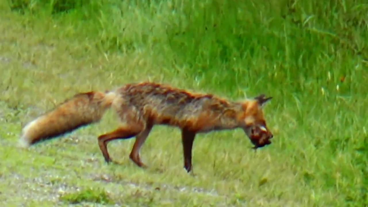 Red Fox