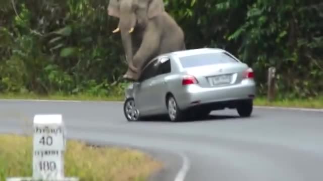 Angry Elephants Destroying Vehicles