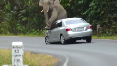 Angry Elephants Destroying Vehicles