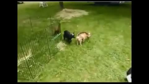 Baby Kid Goats Jumping - CUTEST Compilation