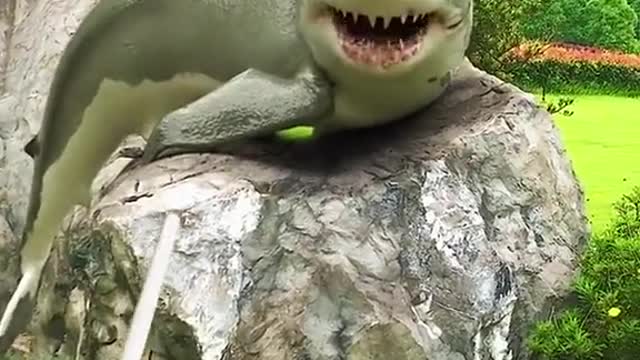 funny shark with this vídeo