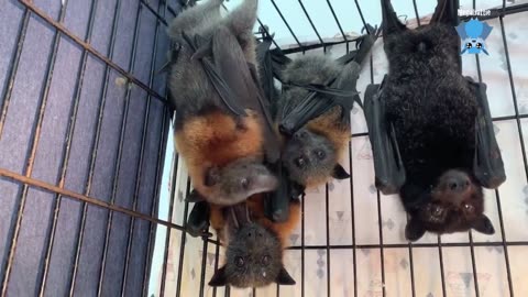 Juvenile flying-fox in care, night 1 this is Oops a Daisy