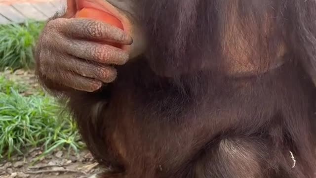 orangutans