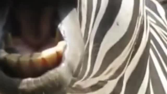 This zebra smiling very funny. 😂😂