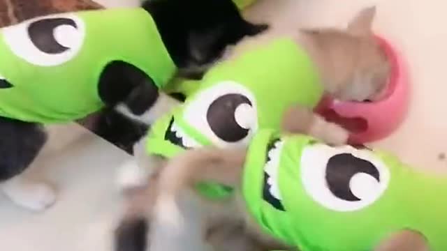 Huskies aggressively attack in the food