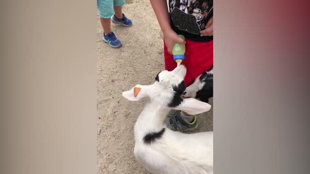 Fin de semana divertido en el zoológico