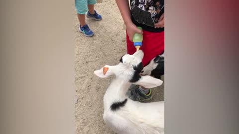 Fin de semana divertido en el zoológico