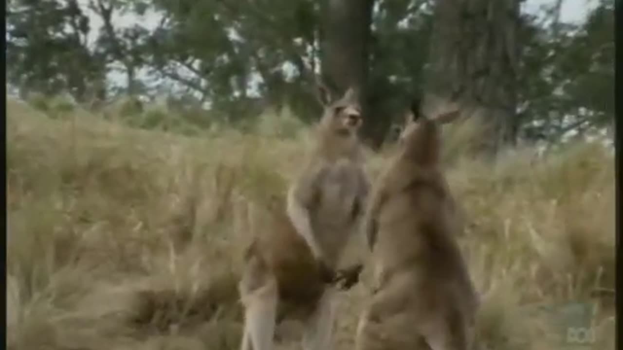 Kangaroo Comedy Bout: Hilarious Boxing Match of the Outback