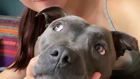 How cute the dog is. Look innocent😍