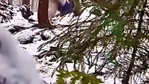 Yeti sighting, real or fake?