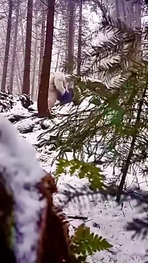 Yeti sighting, real or fake?