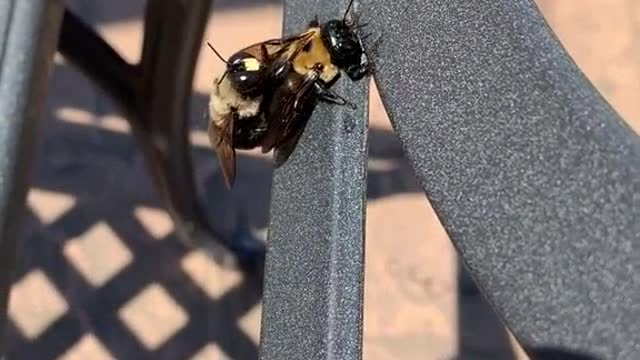 HONEYGEIN