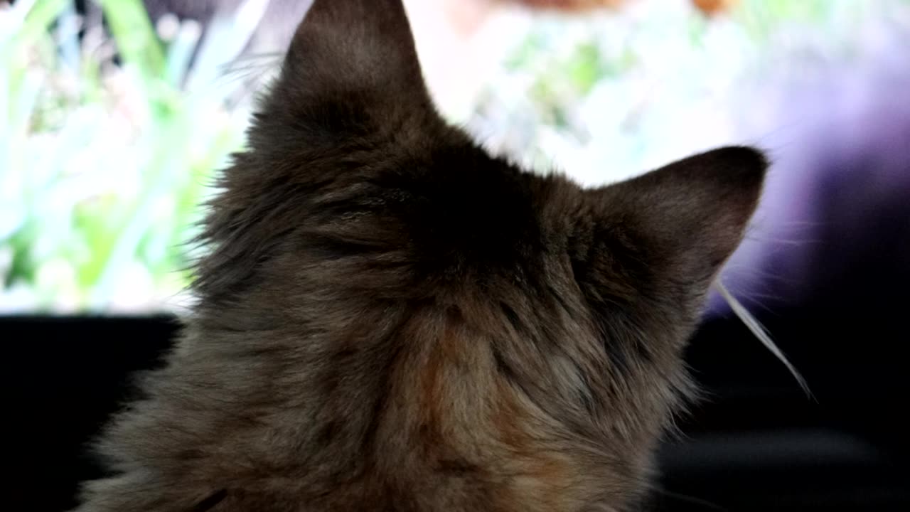 Leia watches Squirrels on TV