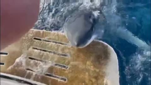 Shark bites down on boat while fishing‼️