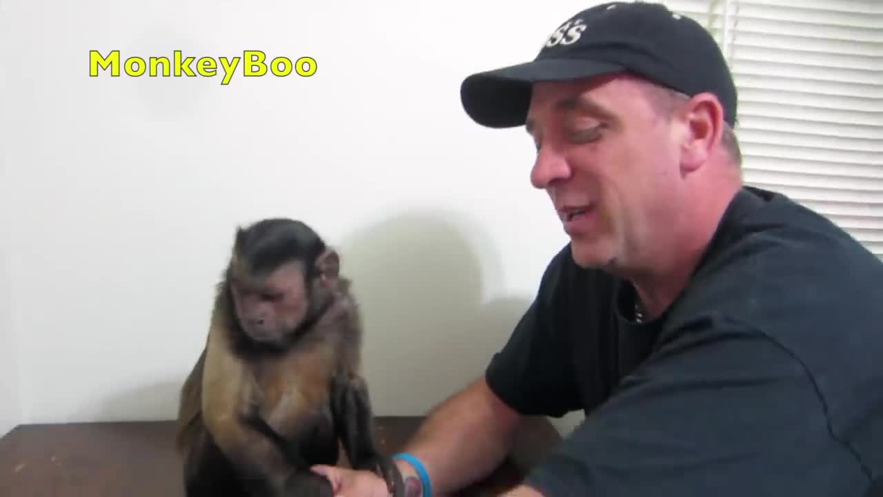 Capuchin Monkey & Mushy