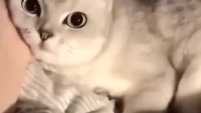 [original pieces]Her name is Kiki. A cat that can bring happiness to people