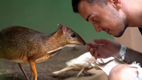 Chevrotain_ The 12 Inch Ungulate