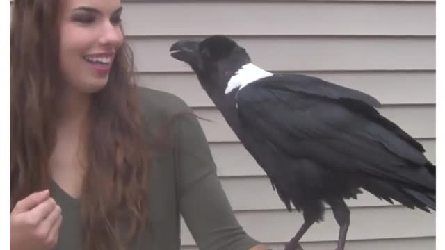 Raven Talks like a Human A Talking Bird!!!! Best Viral Of Internet