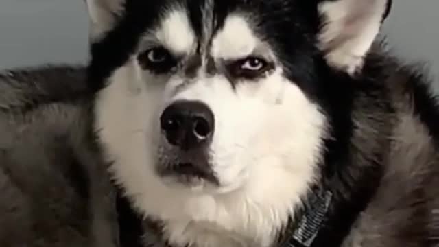 AWW SO FUNNY😂😂 Super Dogs And Cats Reaction Videos (Honest Audio) #52