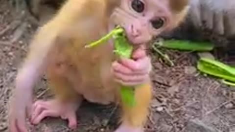 Funny monkey baby