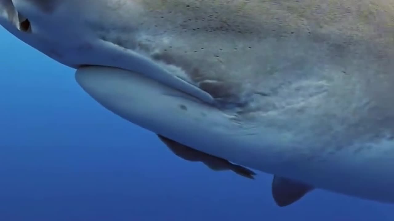 Underwater Unforgettable encounter