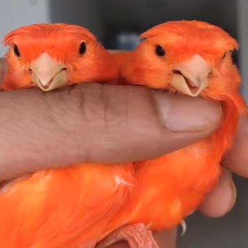 a pair of adorable birds