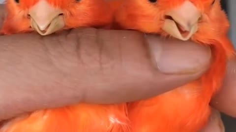 a pair of adorable birds