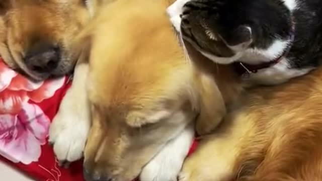 What to do when your warmest sleeping place is lost