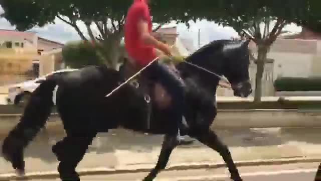 Cavalo machador