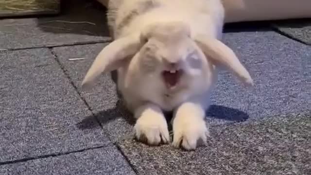 Little acrobatics of domestic rabbits