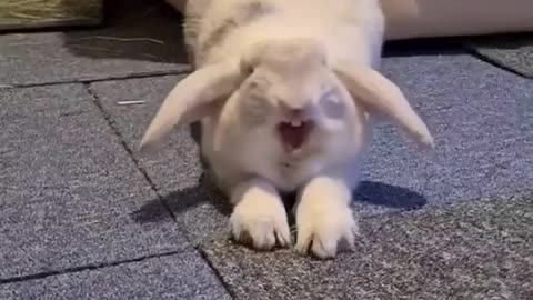 Little acrobatics of domestic rabbits