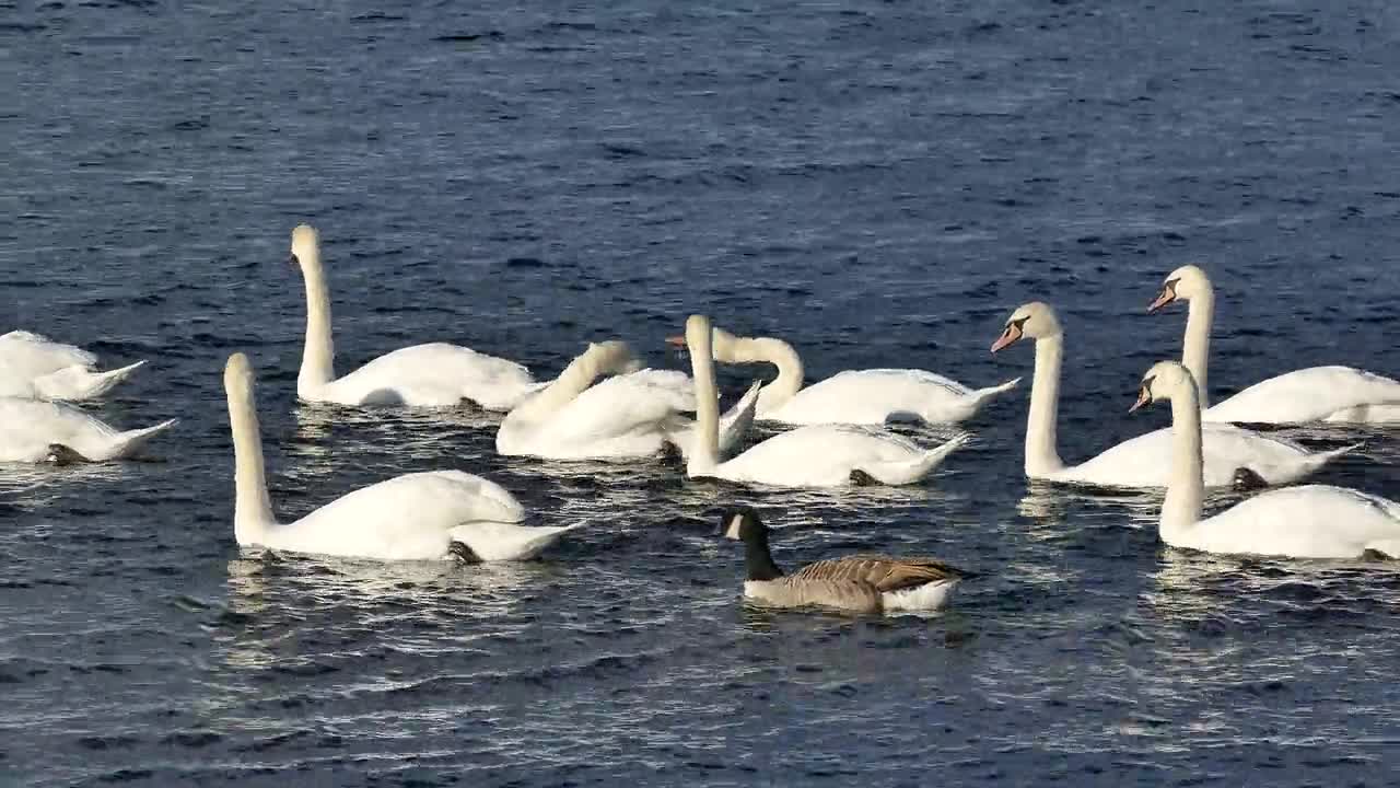 Swans swimming in the water