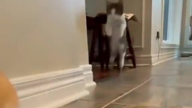 When your kitten thinks it's a rabbit