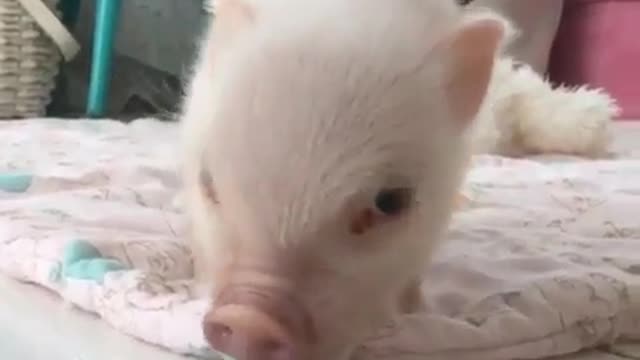 pig