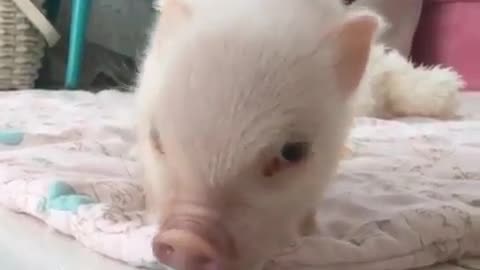 pig