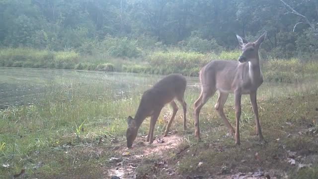 Mother crow constantly dive- losers protrusive deer