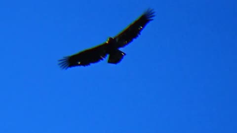 Turkey Vulture
