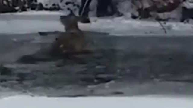 😥Deer was dying as it was stuck on the ice but a man saves its life😄