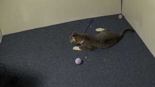 Funny Kitten Can't Decide which Toy to Choose